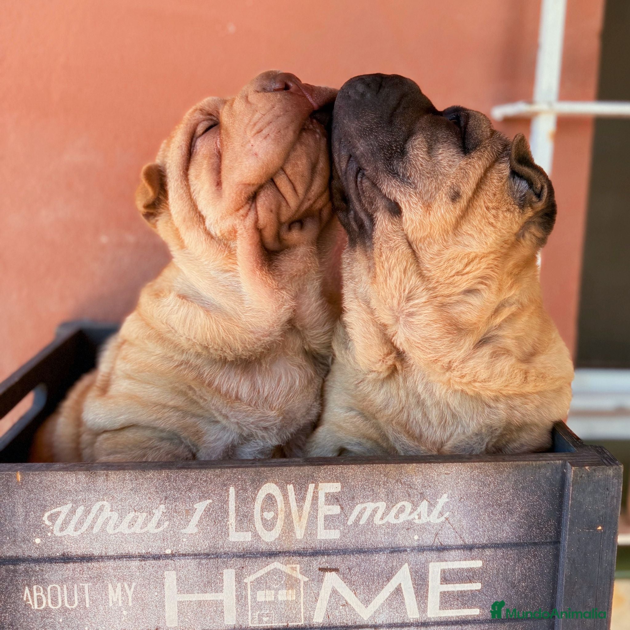 Shar Pei perros HEMBRA CREMA Y MACHO LEONADO - Anuncio 2