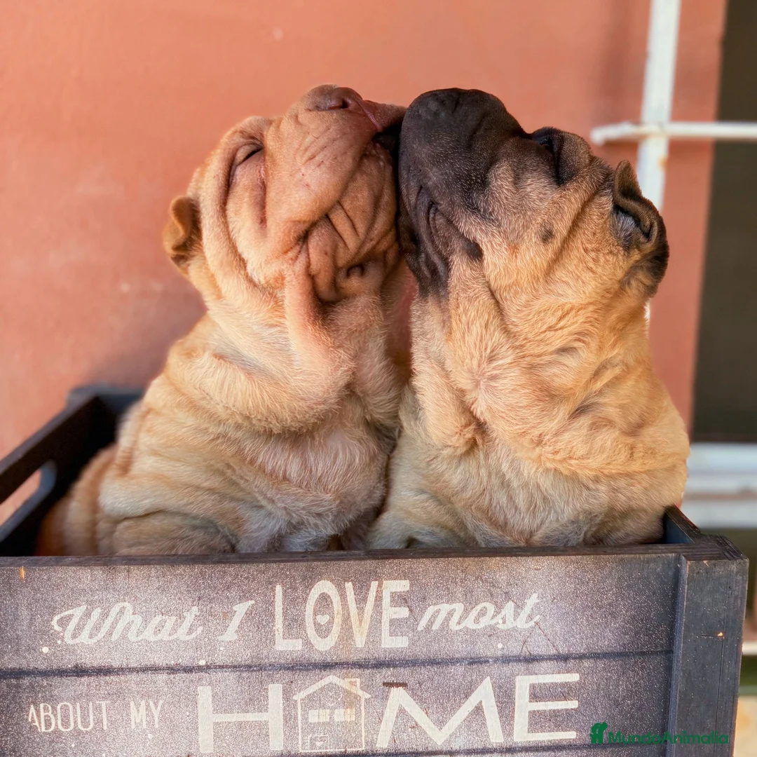 Shar Pei perros en venta: HEMBRA CREMA Y MACHO LEONADO - Anuncio 1