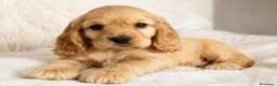 Cocker Spaniel Inglés perros en venta: Cocker dorado  en Madrid - Anuncio 1