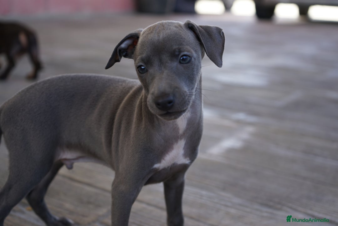 Pequeño Lebrel Italiano perros en venta: 🐾 Sirius y Selena – Galgos italianos blue 🐾 - Imagen 6