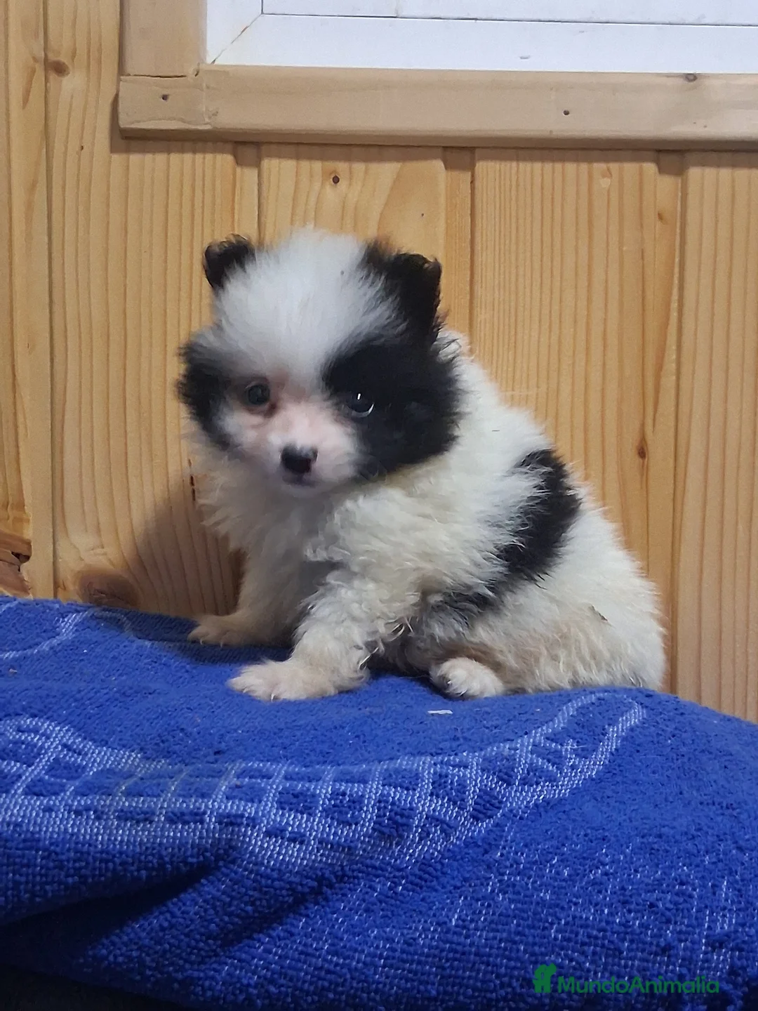 Pomerania perros en venta: Pomeranea  - Anuncio 1