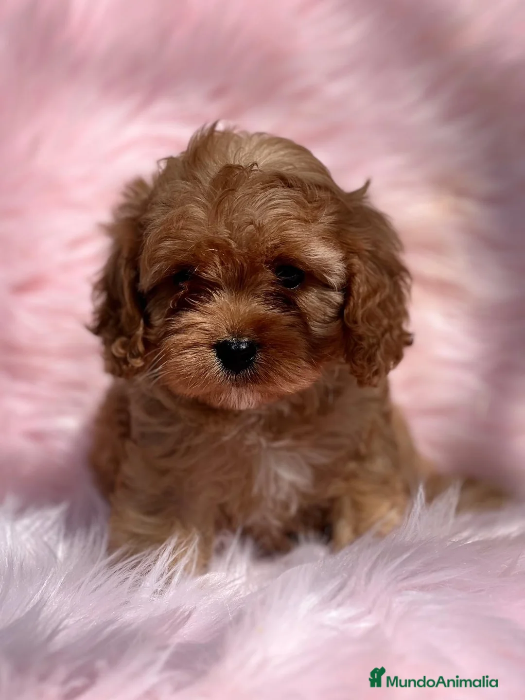 Cavapoo perros en venta: Cavapoo en Barcelona - Anuncio 3