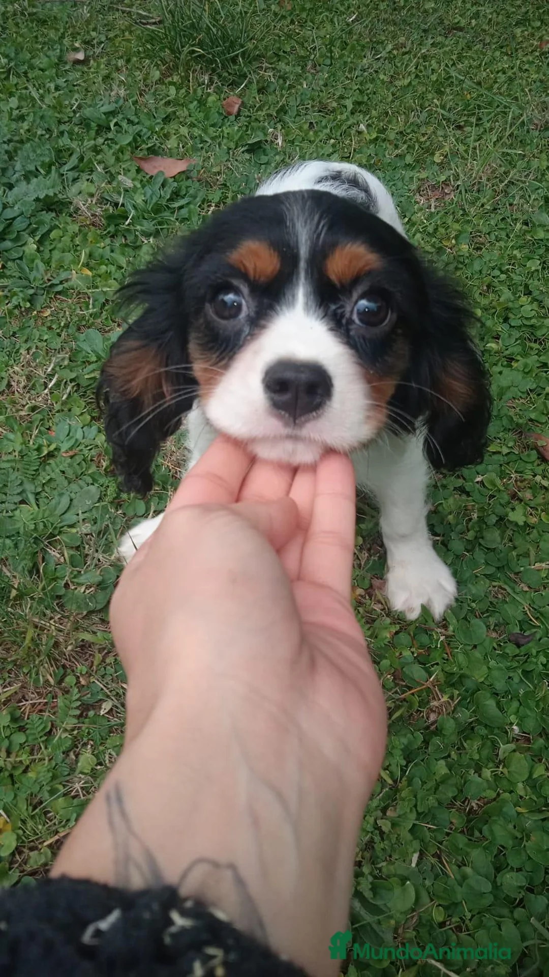 Cavalier King Charles Spaniel perros en venta: Cavalier - Anuncio 5