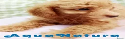 Caniche Mediano perros en venta:  Caniche Hembra de Barbie y Can 6145 - AQUANATURA en Barcelona - Anuncio 2
