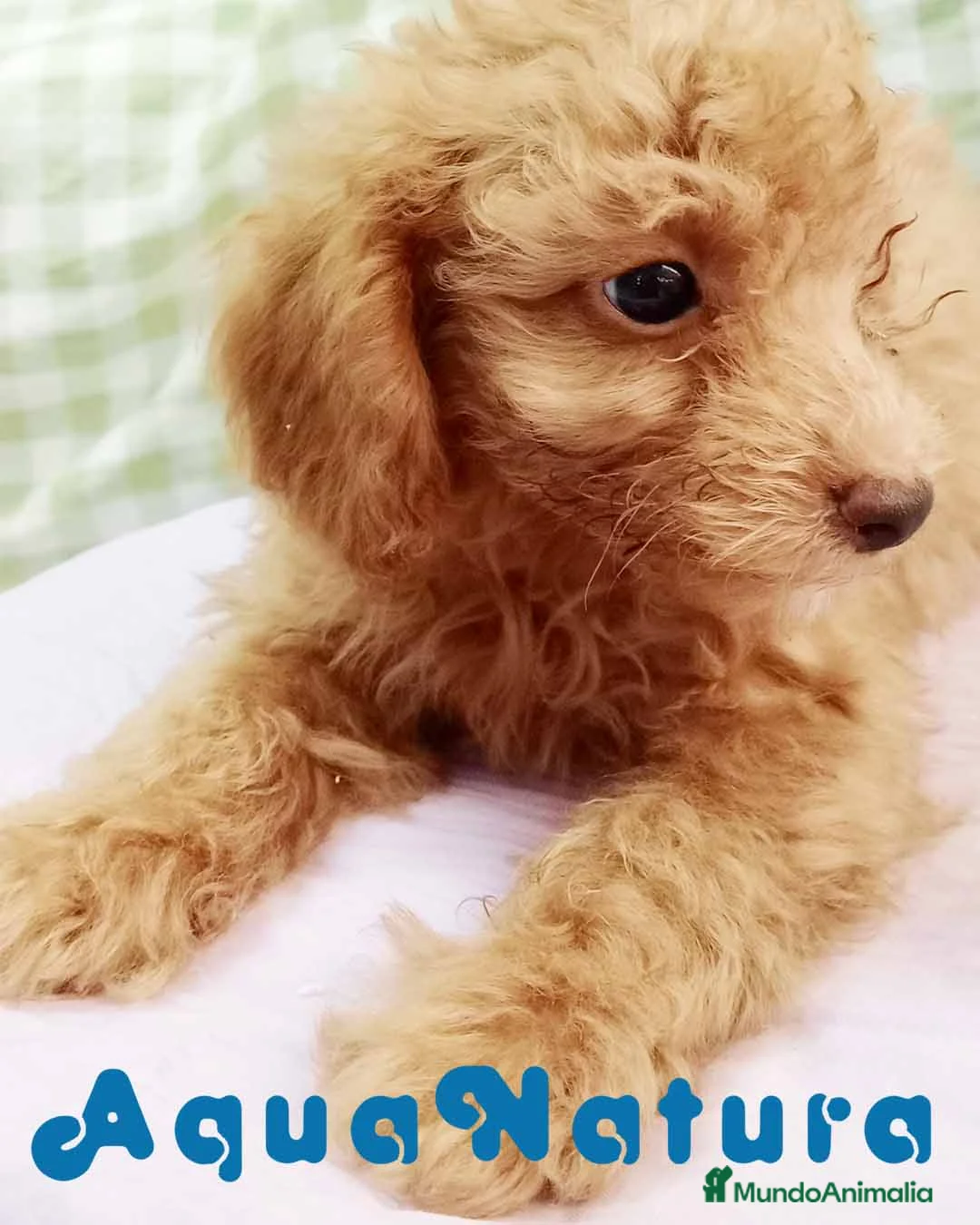 Caniche Mediano perros en venta:  Caniche Hembra de Barbie y Can 6145 - AQUANATURA en Barcelona - Anuncio 2