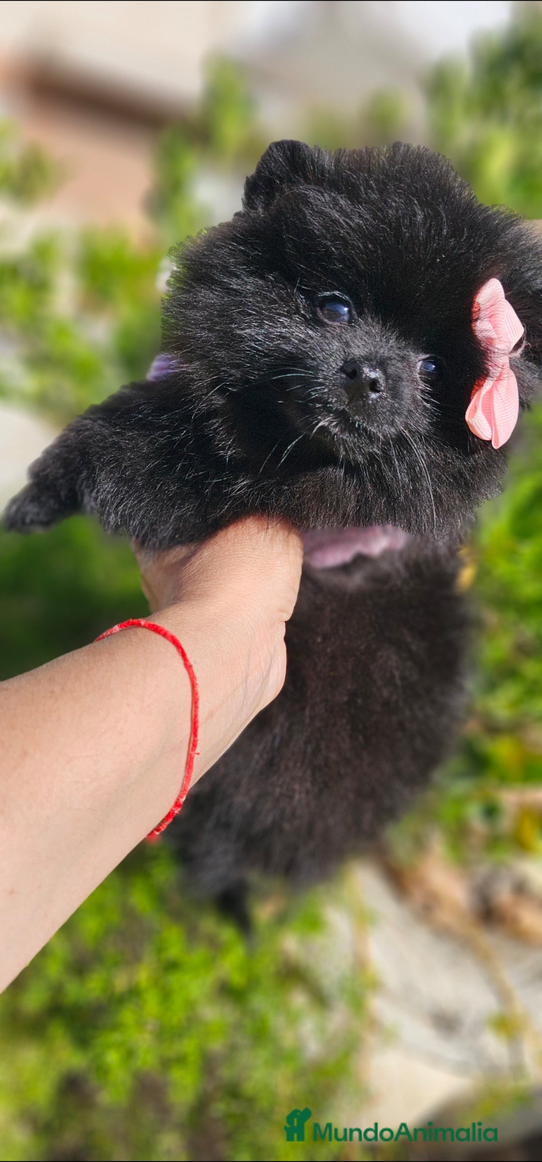 Pomerania perros en venta: Pomerania hembra  - Imagen 4