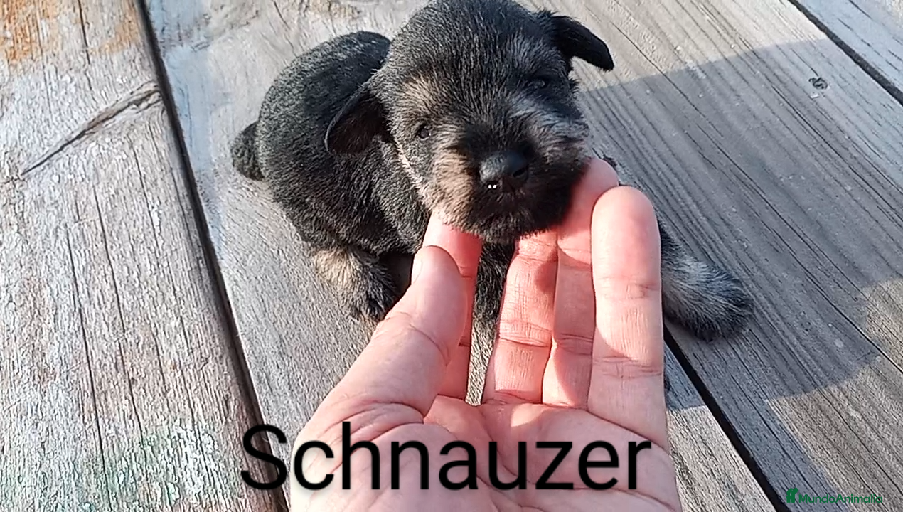 Schnauzer Miniatura perros Schnauzer Mini  en Almería - Anuncio 1