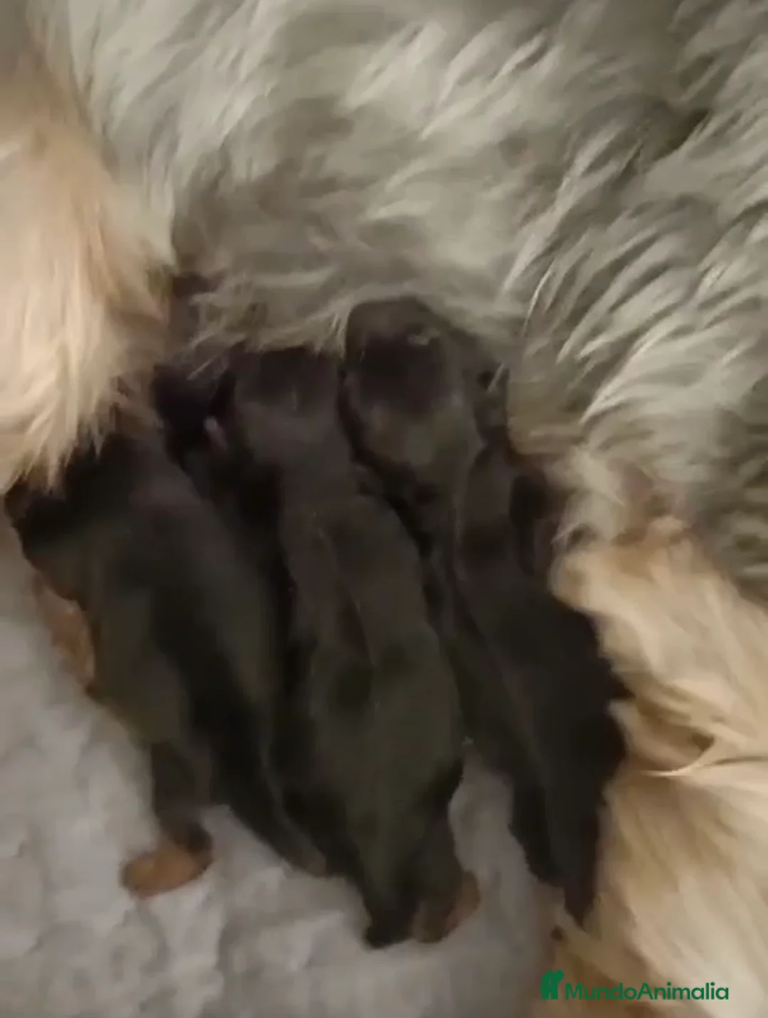 Yorkshire Terrier perros en venta: YORKSHIRE TERRIER - Anuncio 3