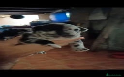 Bulldog Francés perros en venta: Bulldog francés  - Imagen 4