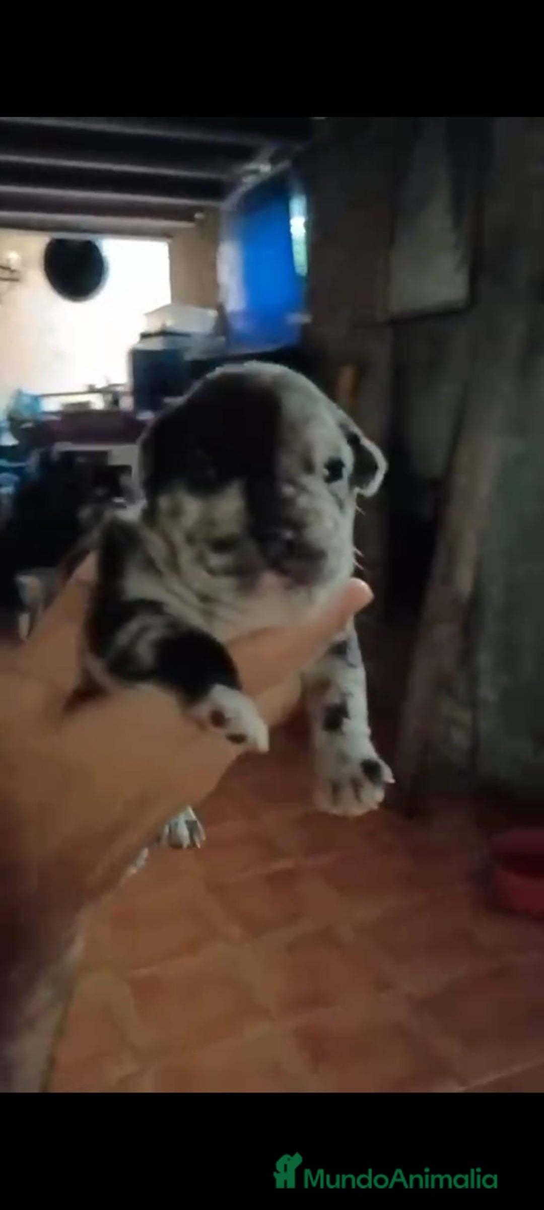 Bulldog Francés perros en venta: Bulldog francés  - Imagen 4