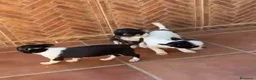 Chihuahua perros en venta: Chihuahuas🐶🐾 - Anuncio 4