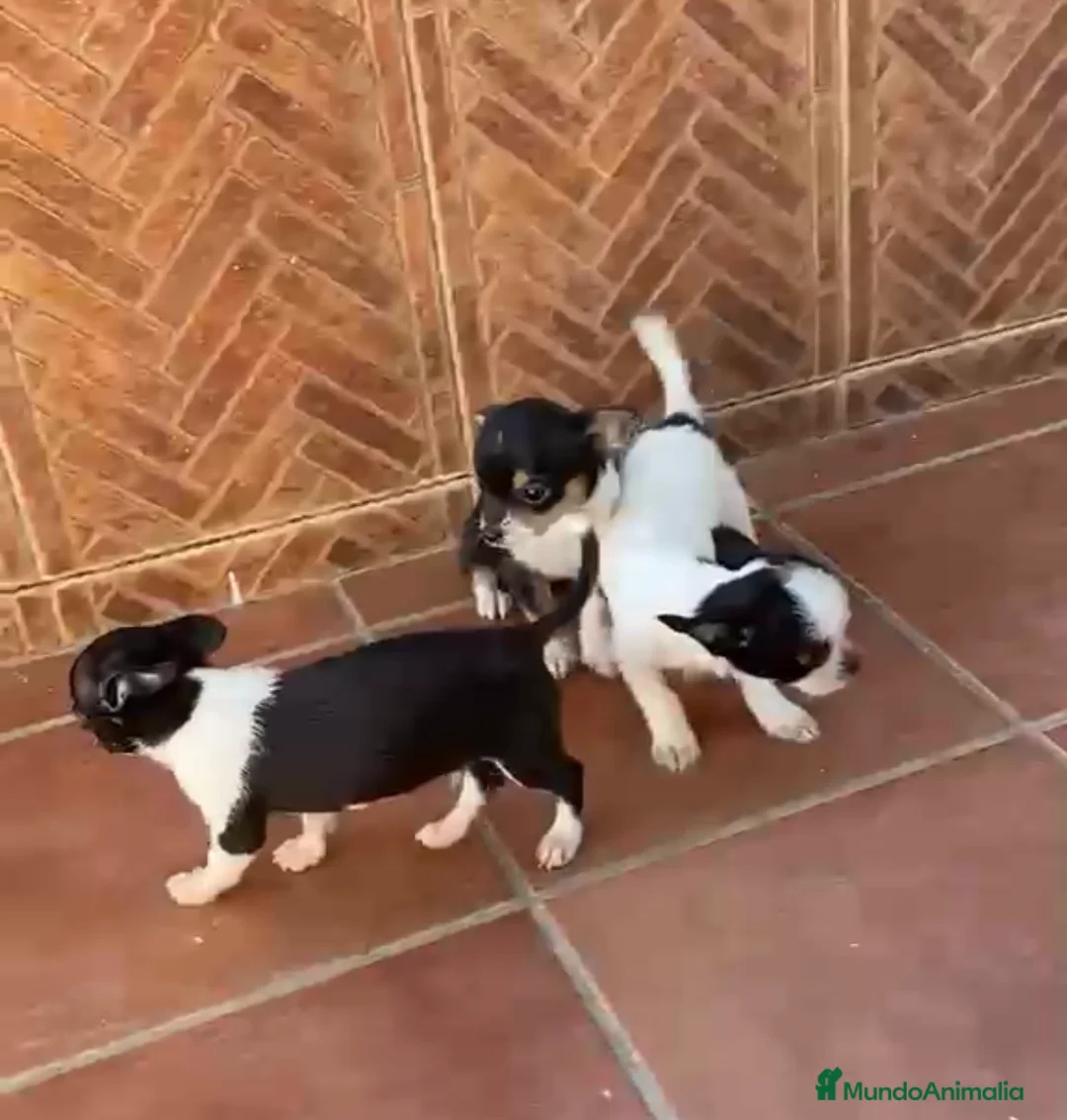 Chihuahua perros en venta: Chihuahuas🐶🐾 - Anuncio 4