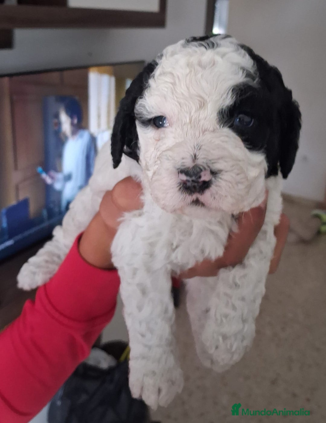 Perro de Agua Español perros en venta: PERRO DE AGUA ESPAÑOL - Anuncio 5