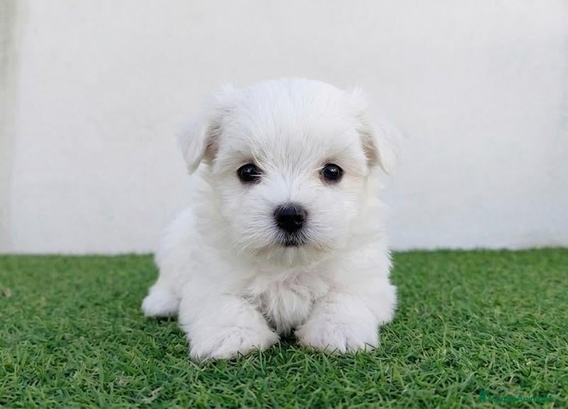 Bichón Maltés perros Bichones  - Anuncio 2