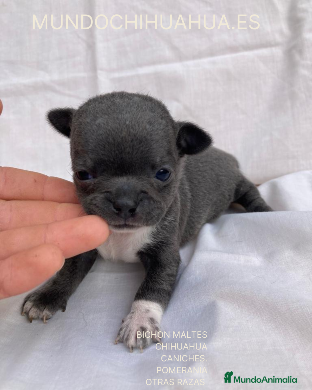 Chihuahua perros PRECIOSOS CHIHUAHUA RUSO Y ASIÁTICO  - Anuncio 1