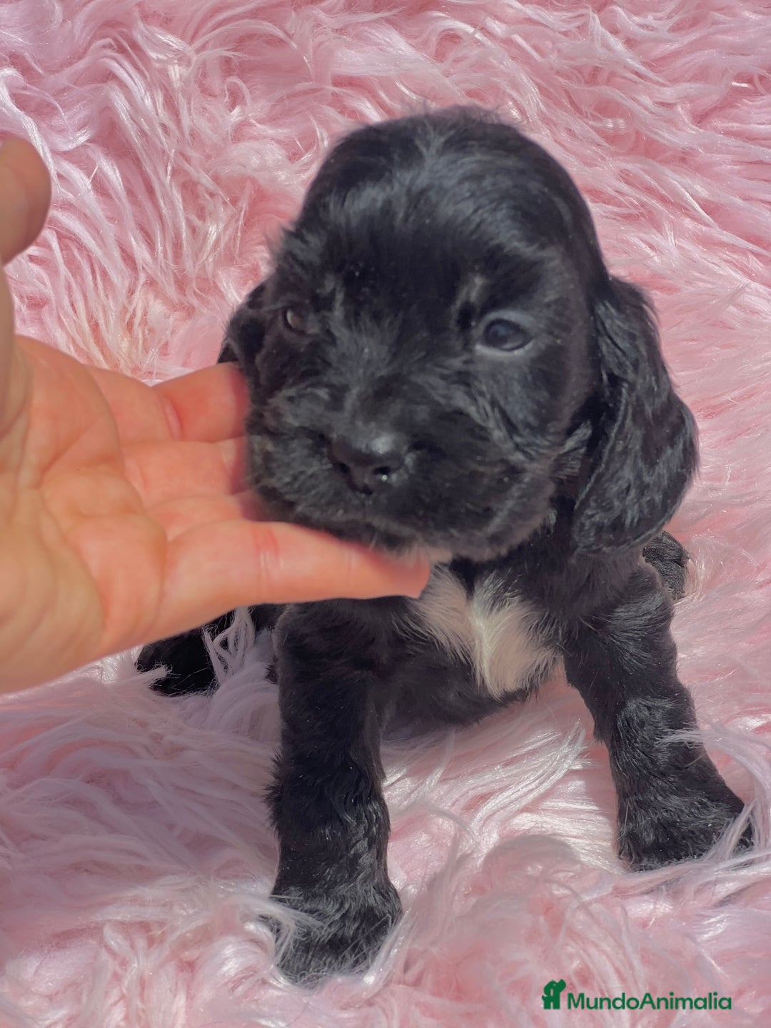 Cocker Spaniel Inglés perros en venta: Cocker ingles negra  - Imagen 2