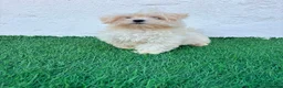 Bichón Maltés perros en venta: Bichon Maltes coreana - Anuncio 19