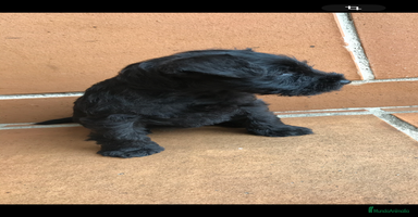 Schnauzer Miniatura perros - Anuncio 3