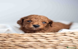 Caniche Toy perros en venta: Caniche toy machos - Imagen 2