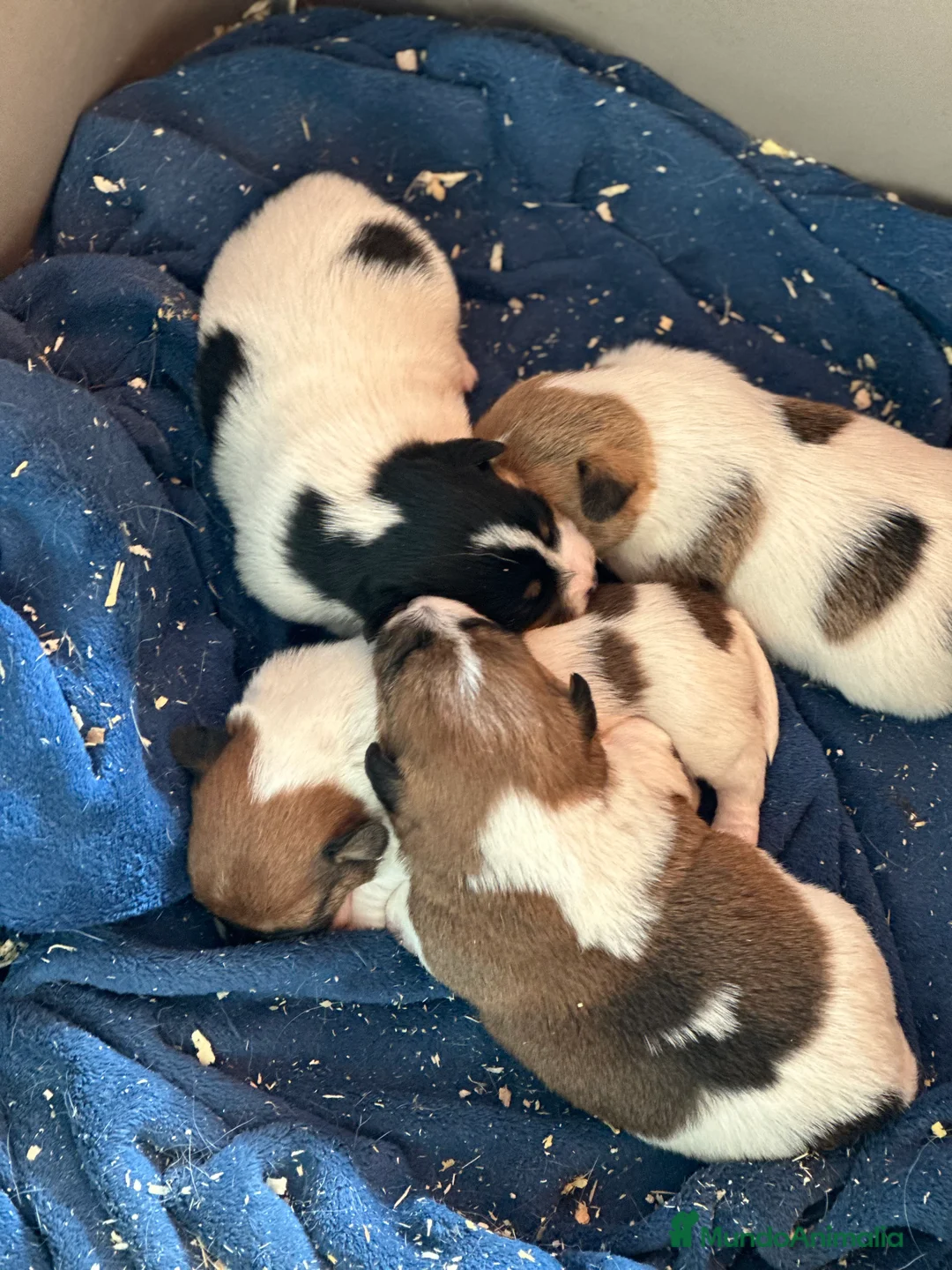 Jack Russell Terrier perros en venta: JACK RUSSEL TERRIER  en Barcelona - Anuncio 4