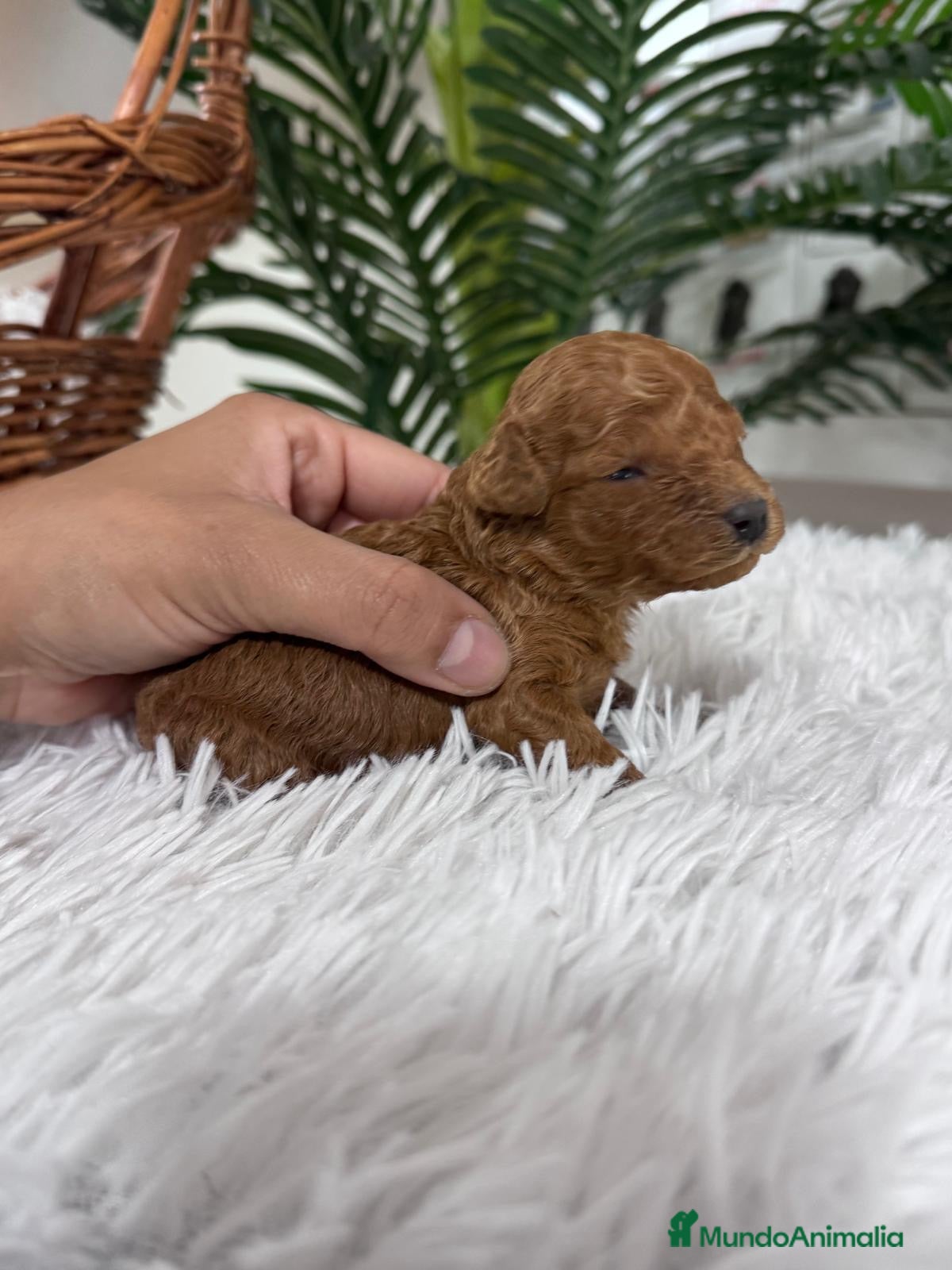 Caniche Toy perros CANICHE TOY - Anuncio 3