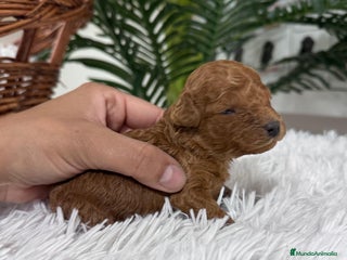 Caniche Toy perros CANICHE TOY - Anuncio 3