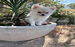 Chihuahua perros en venta: Chihuahua de pelo largo  - Imagen 7