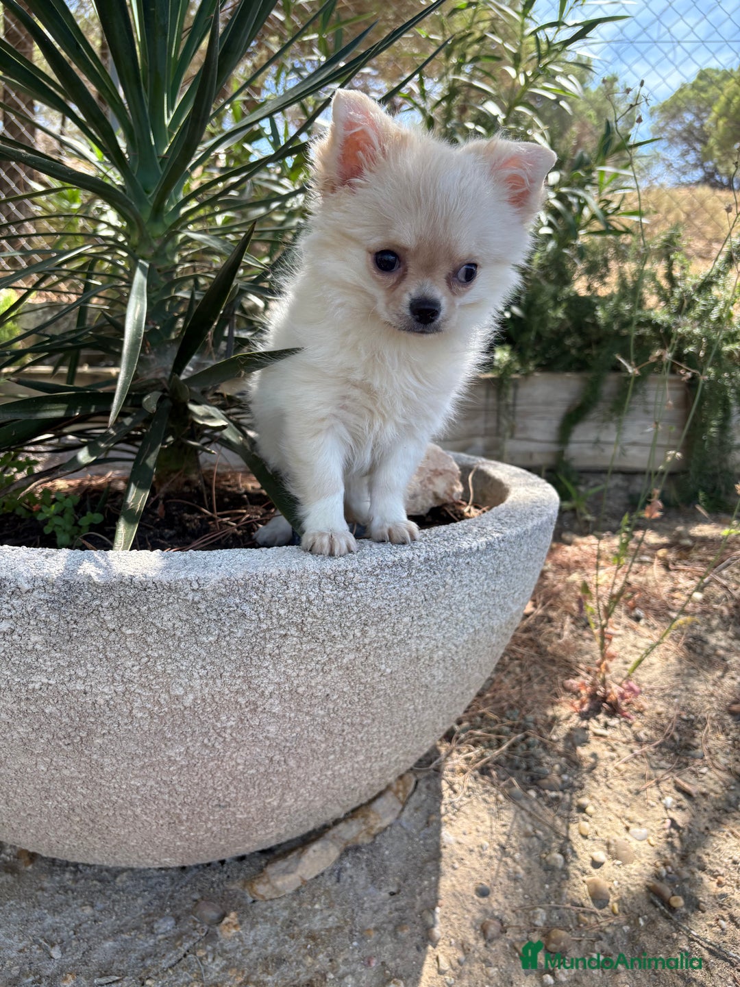 Chihuahua perros en venta: Chihuahua de pelo largo  - Imagen 7
