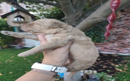 Perro de Agua Español perros en venta: Camada de perros de agua - Imagen 6