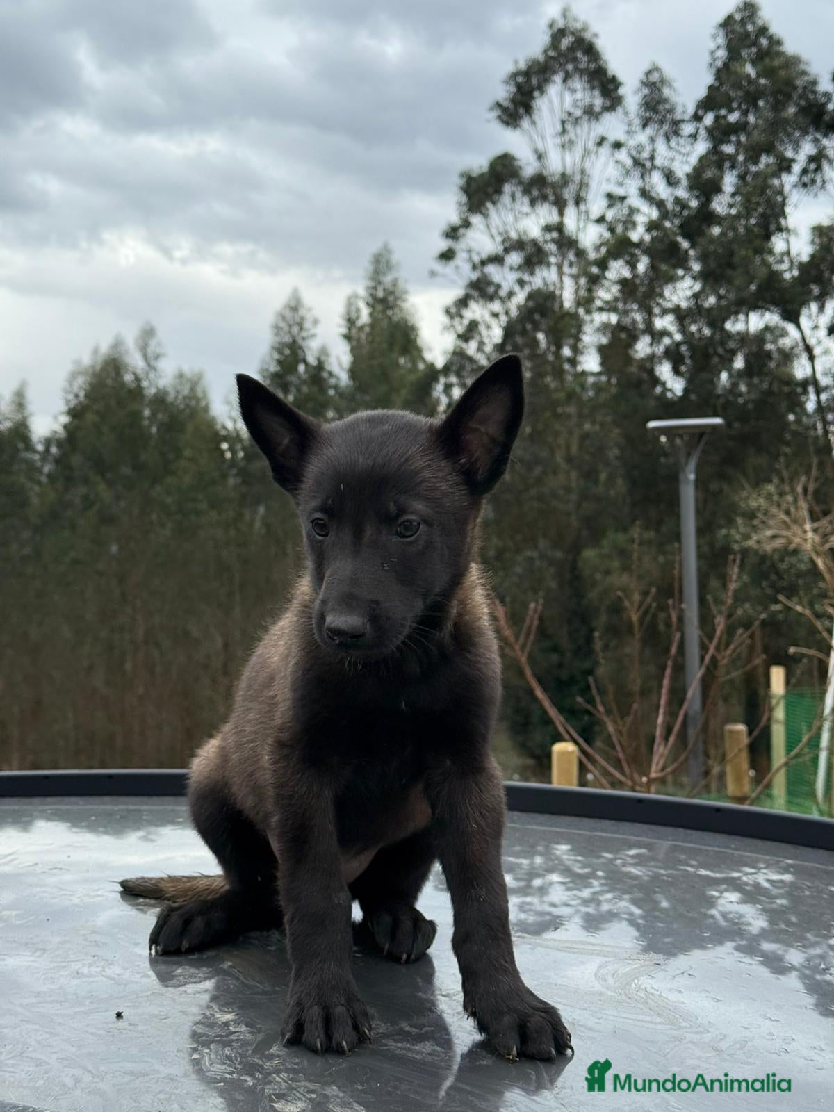 Pastor Belga Malinois perros Excelente camada de pastor belga malinois - Anuncio 2