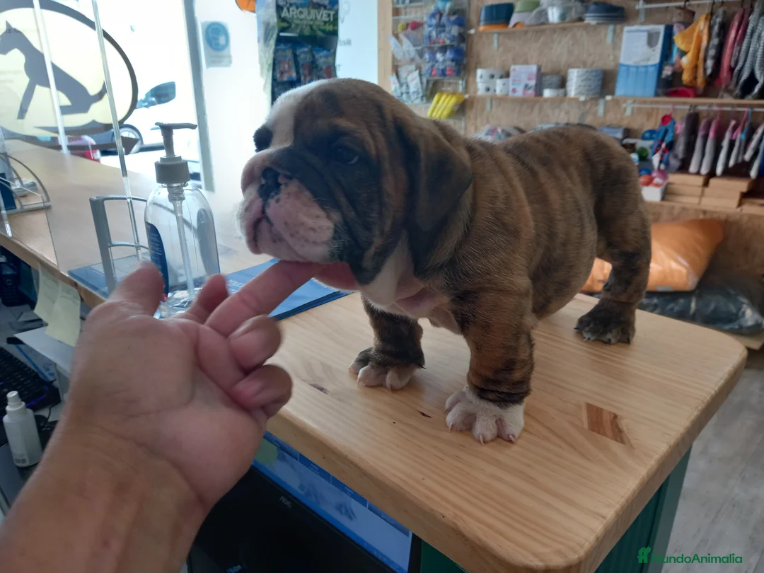 Imagen de galería {{count}}