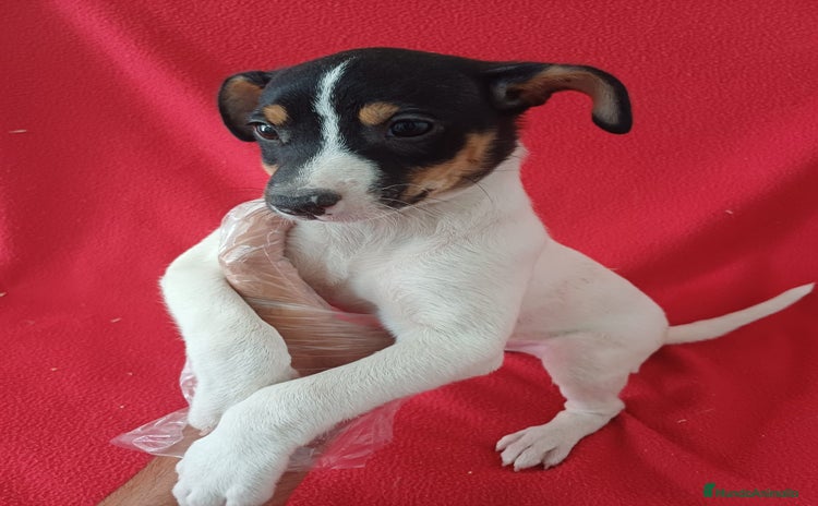 Ratonero Bodeguero Andaluz perros - Propaganda 2