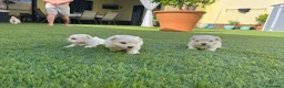 Bichón Maltés perros en venta: Bichon maltés  - Anuncio 9