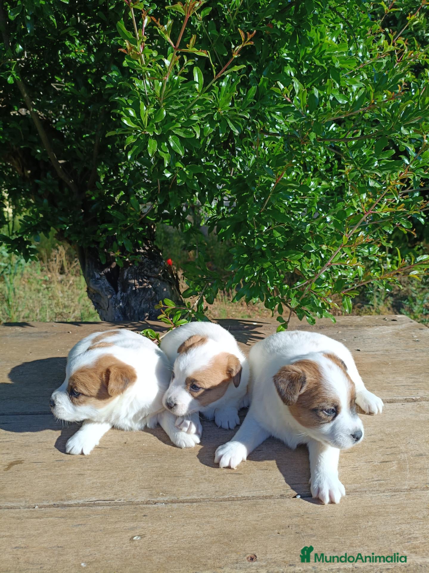 Jack Russell Terrier perros Jack russell terries - Anuncio 1
