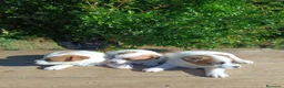 Jack Russell Terrier perros en venta: Jack russell terries - Anuncio 1