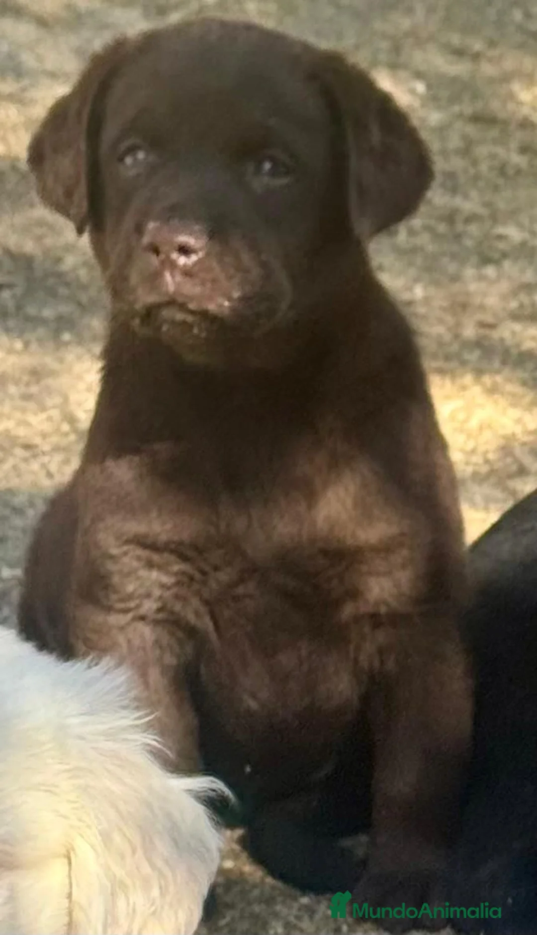 Labrador Retriever perros en venta: labrador chocolate  - Anuncio 2