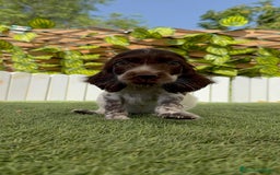 Cocker Spaniel Inglés perros en venta: COCKER SPANIEL RUANO - Imagen 10