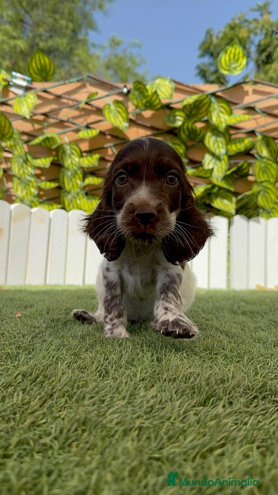 Cocker Spaniel Inglés perros en venta: COCKER SPANIEL RUANO - Imagen 10