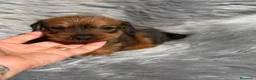 Teckel Miniatura perros en venta: TECKEL PELO DURO - Anuncio 8