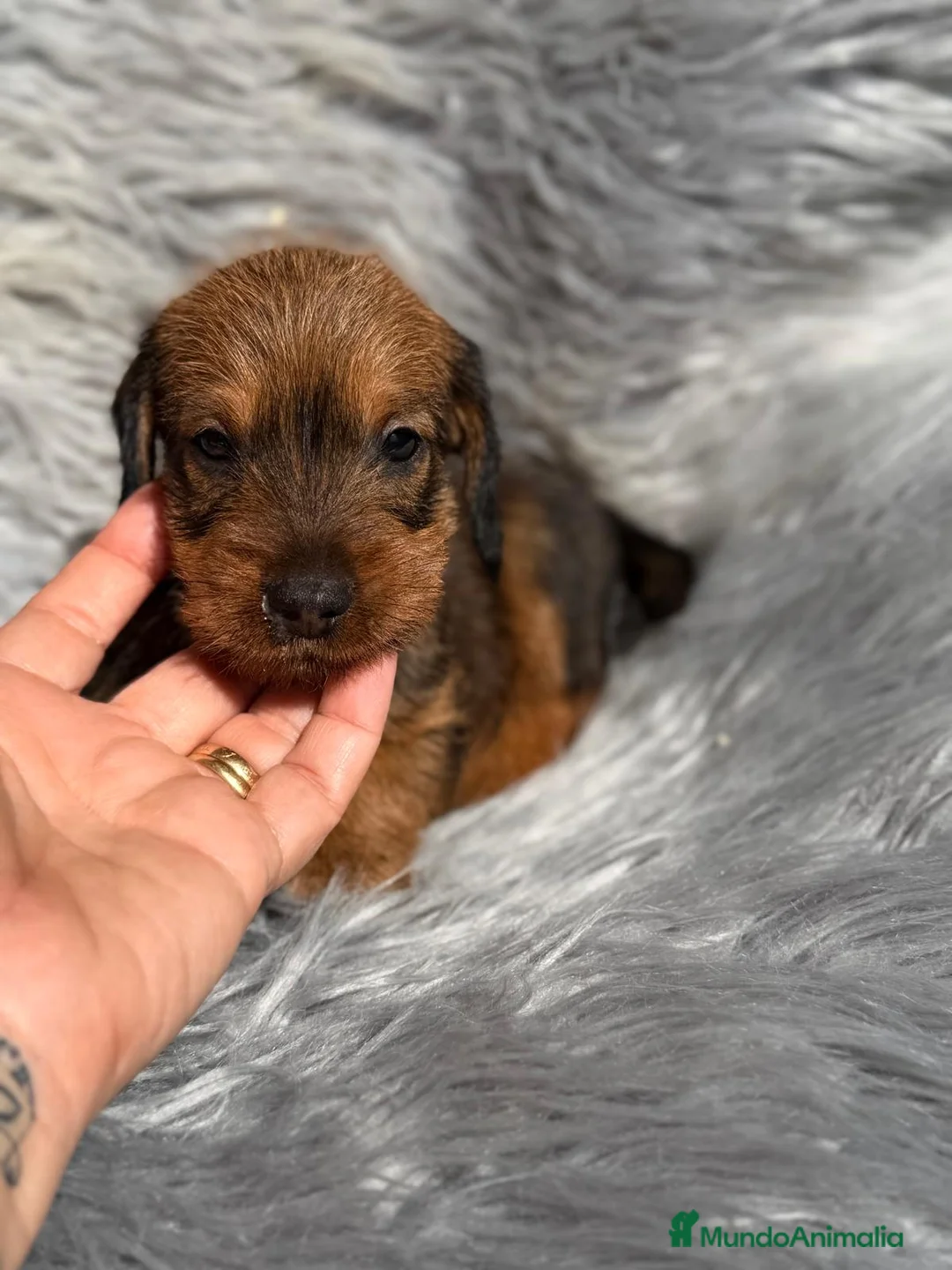 Teckel Miniatura perros en venta: TECKEL PELO DURO - Anuncio 8