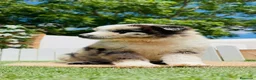 Border Collie perros en venta: BORDER COLLIE 🎀 - Anuncio 9