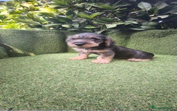 Teckel Miniatura perros en venta: teckel pelo basto - Imagen 7