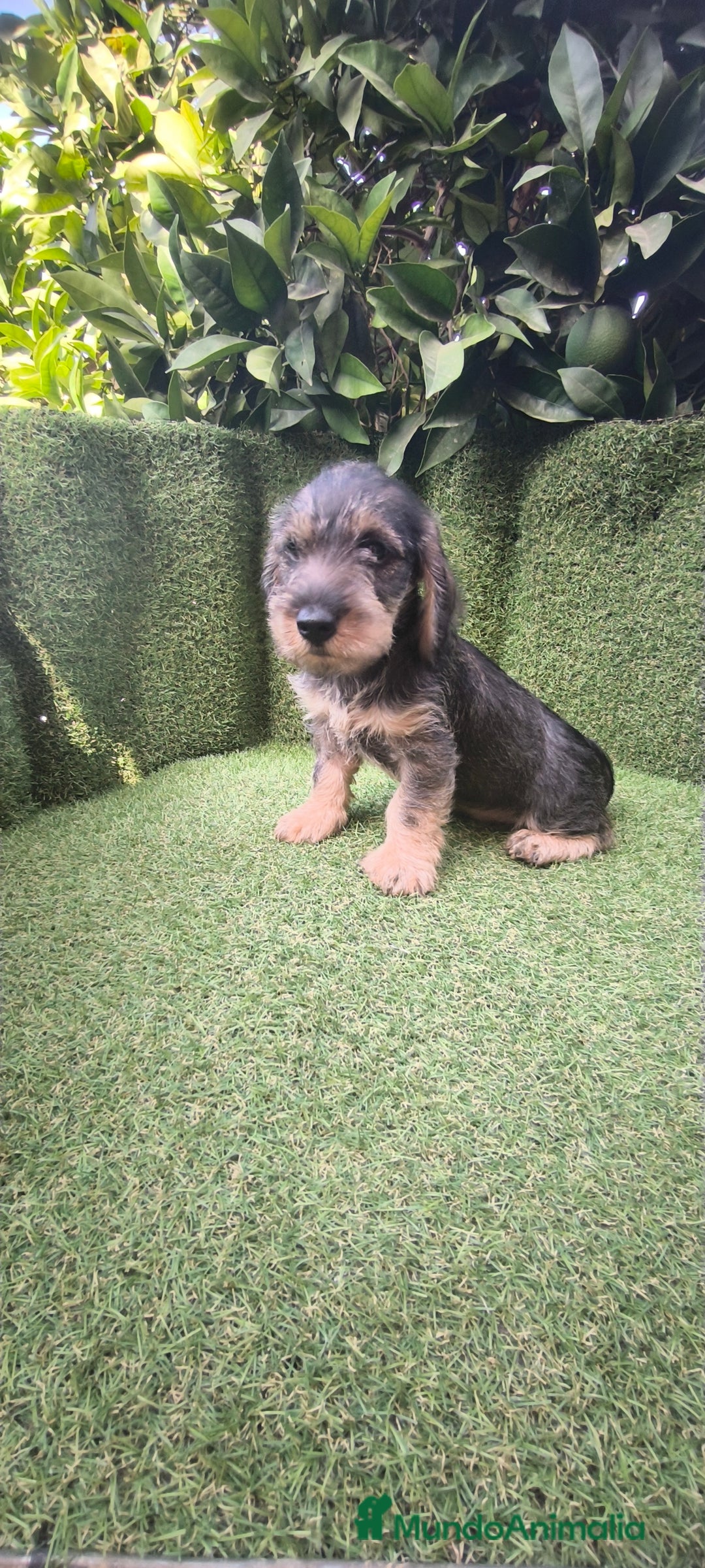 Teckel Miniatura perros en venta: teckel pelo basto - Imagen 7