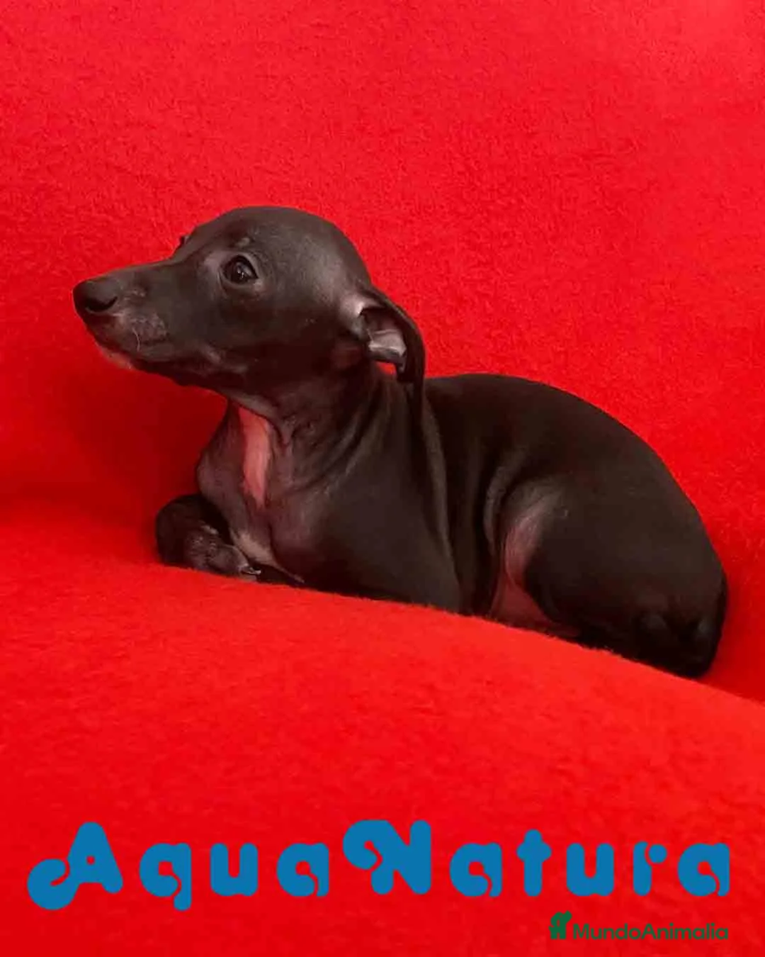 Pequeño Lebrel Italiano perros en venta: Lebrel Italiano Macho 7347 de BN - AQUANATURA en Barcelona - Anuncio 4