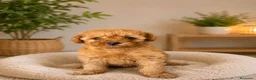 Caniche Toy perros en venta: Caniche toy BENIDORM  - Anuncio 1