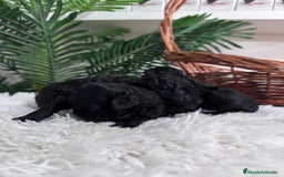 Caniche Toy perros en venta: CANICHE TOY - Imagen 11