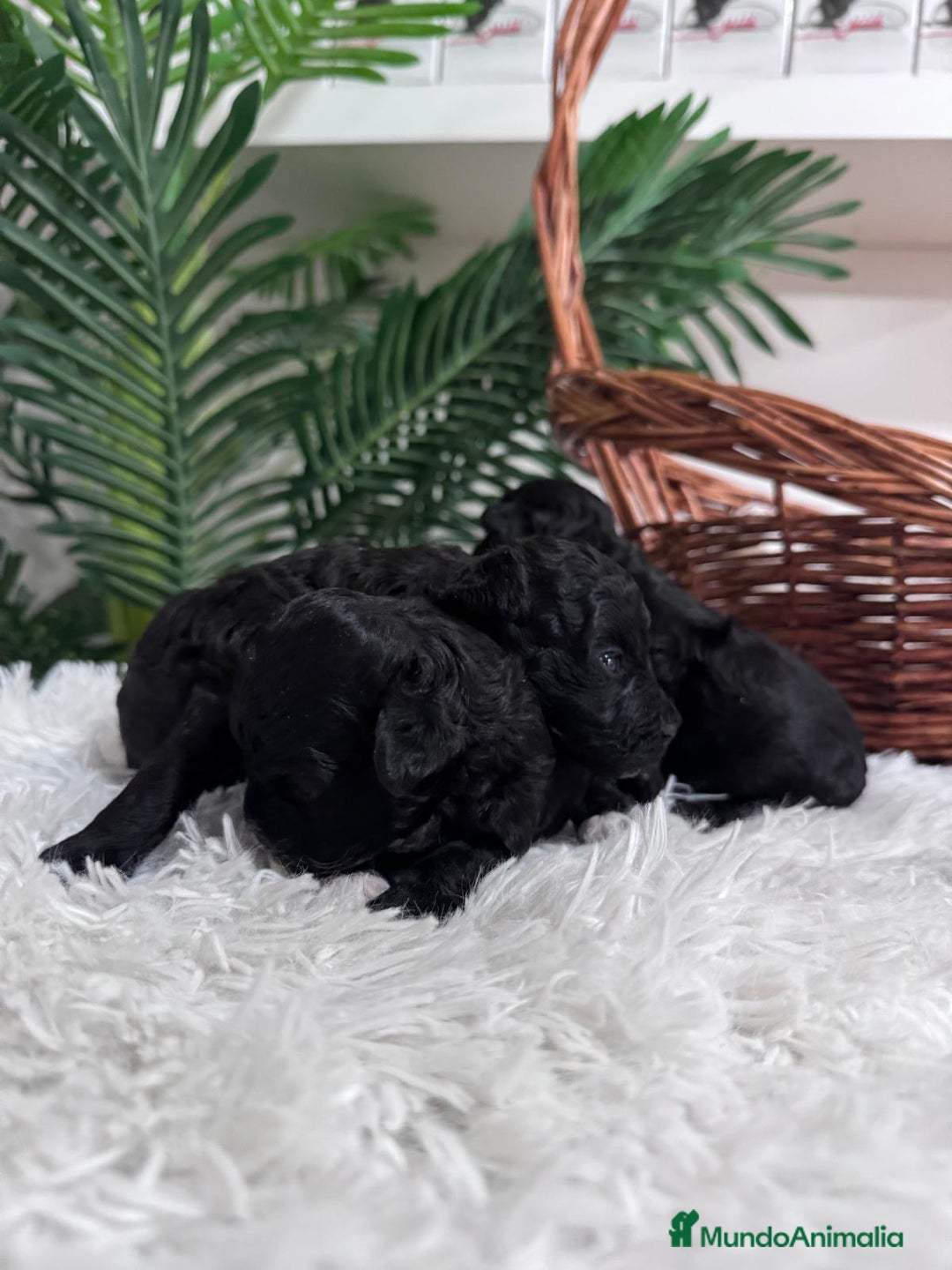 Caniche Toy perros en venta: CANICHE TOY - Imagen 11