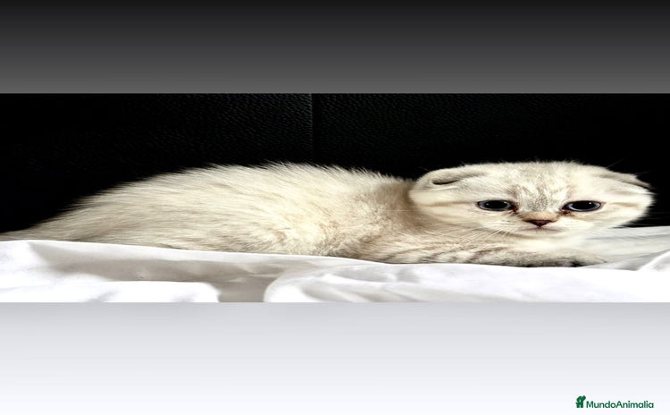 Scottish Fold gatos - Anuncio 2