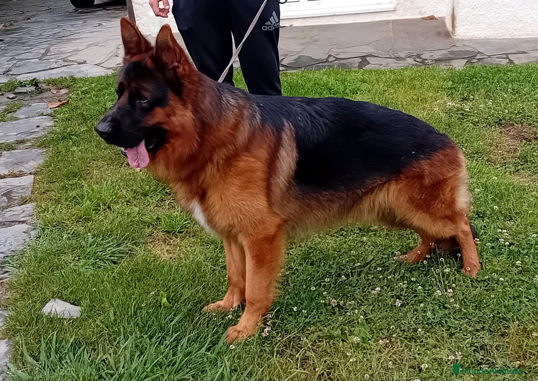 Pastor Alemán perros en venta: Pastores alemanes de CARMARGUT - Imagen 9