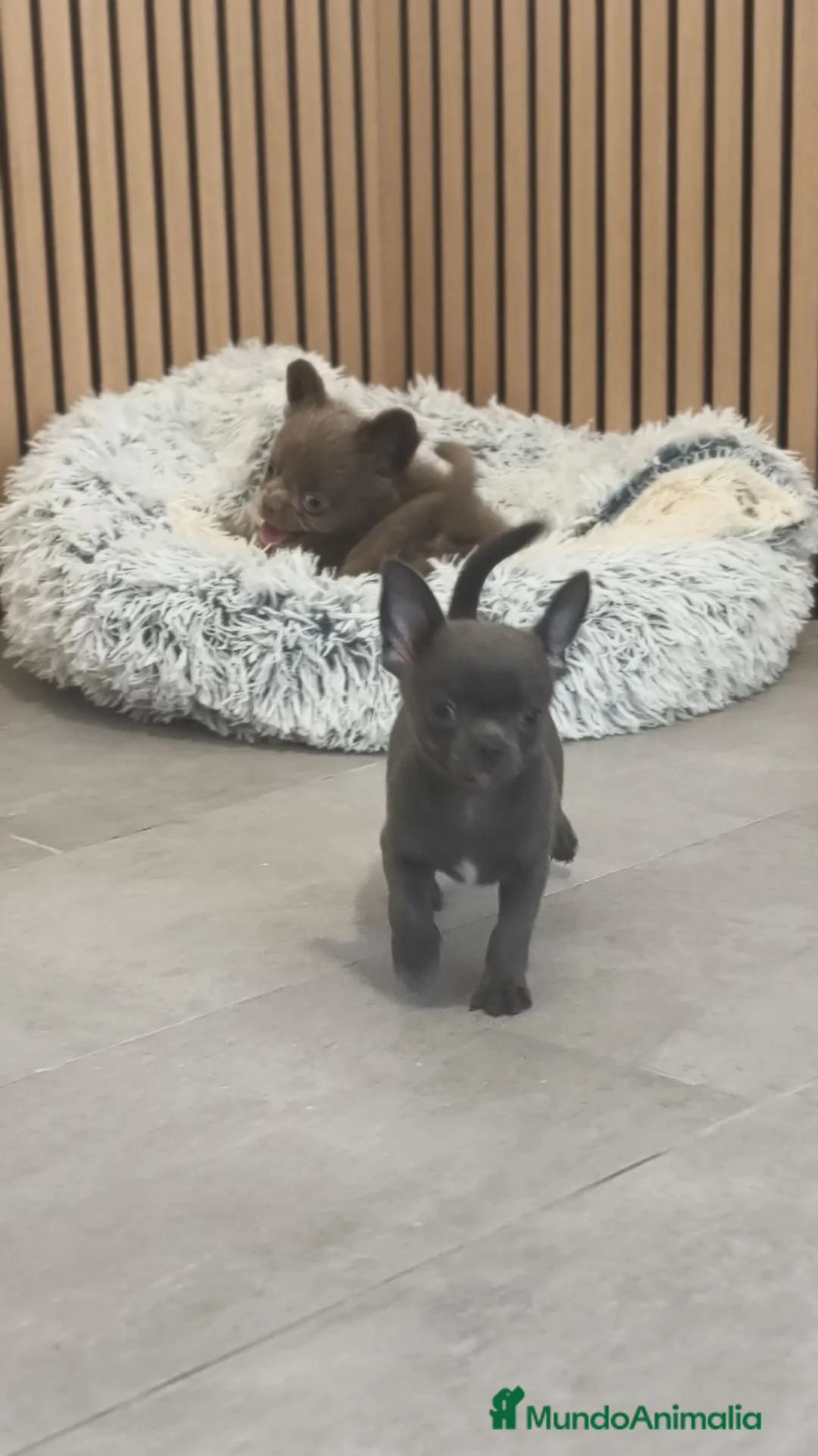 Chihuahua perros en venta: Chihuahua Toy ♂️ blue pelo corto - Anuncio 2